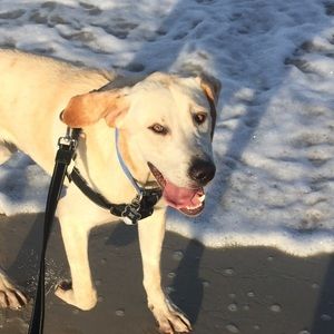 Meet your Posher, Allyson